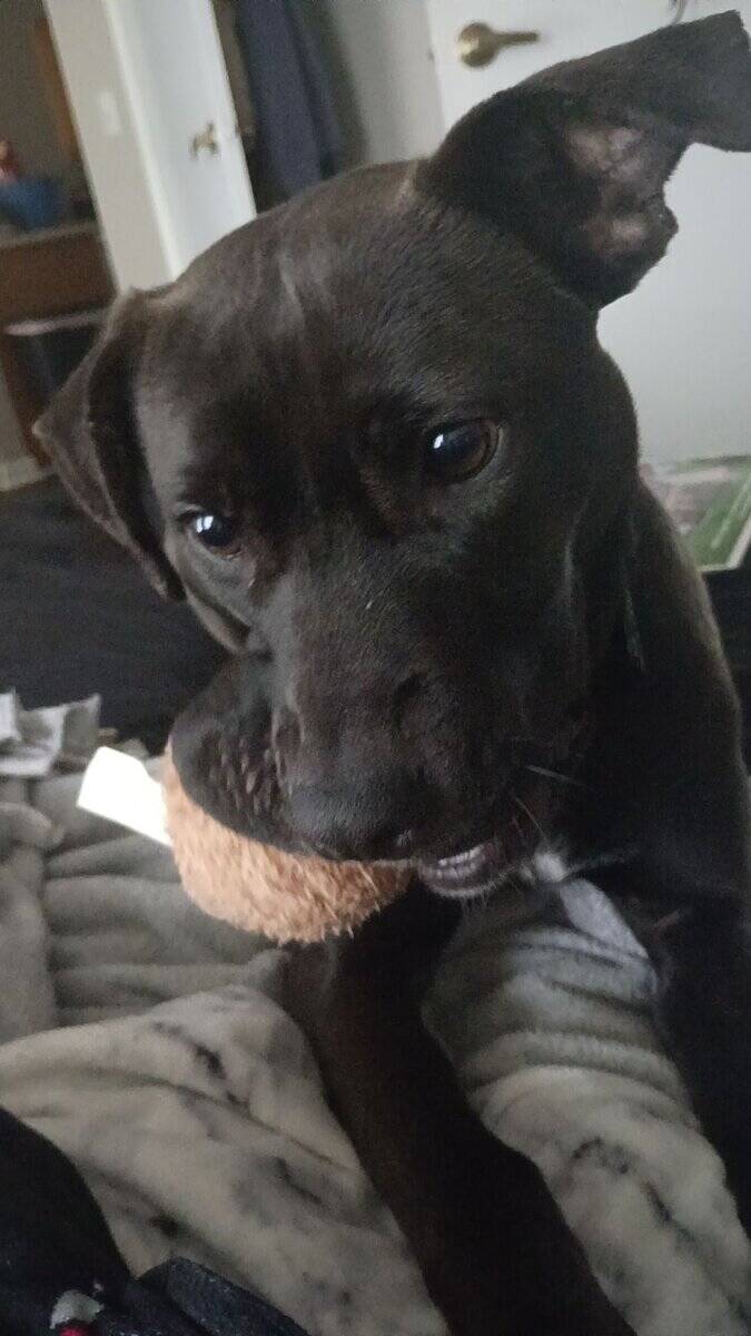 2 year old lab/pit image 2