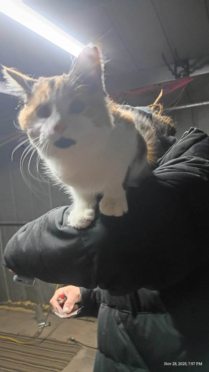 Calico kitten image 6