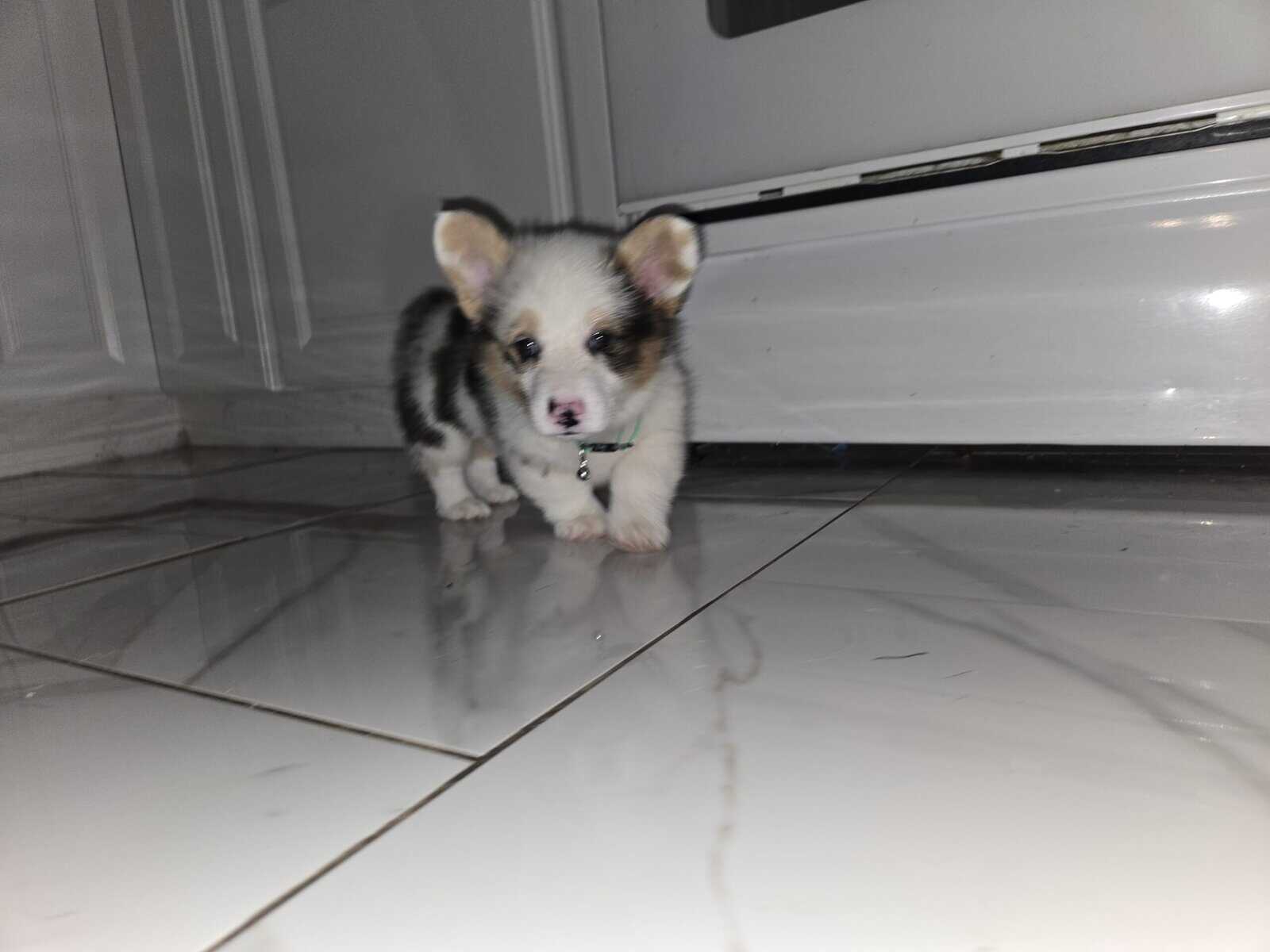 American corgi image 3
