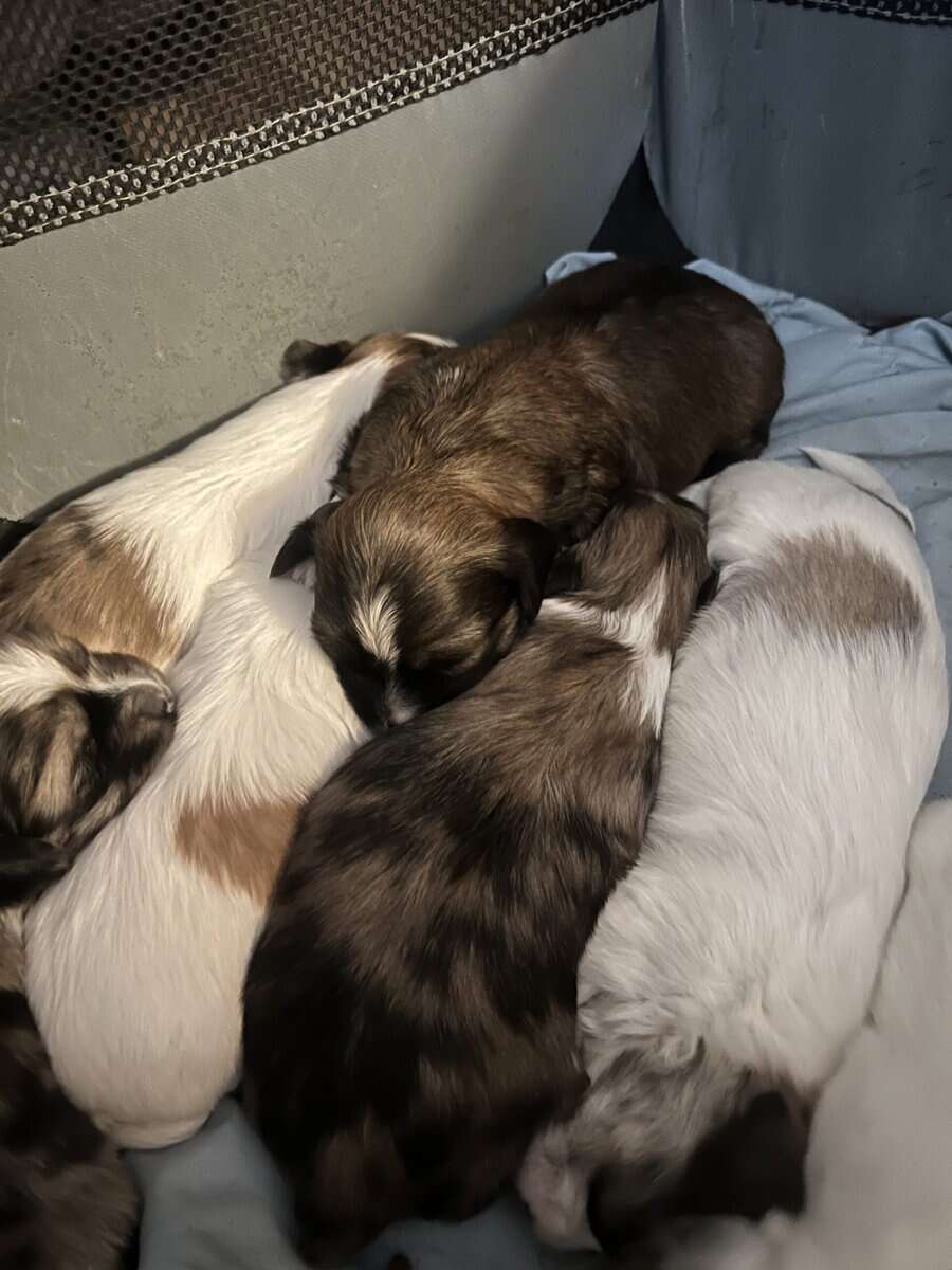 Shih tzu pups image 1