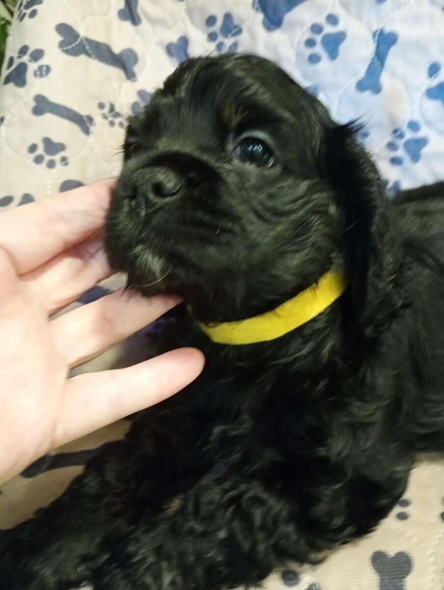 Cocker spaniel girls image 1
