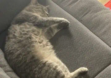 Sweet female cat looking for a home