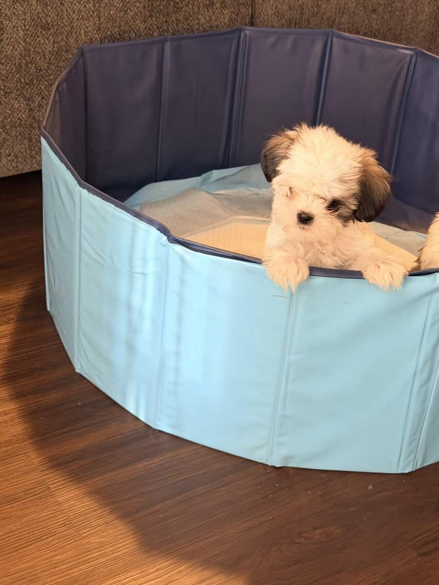 Shih Tzus image 3