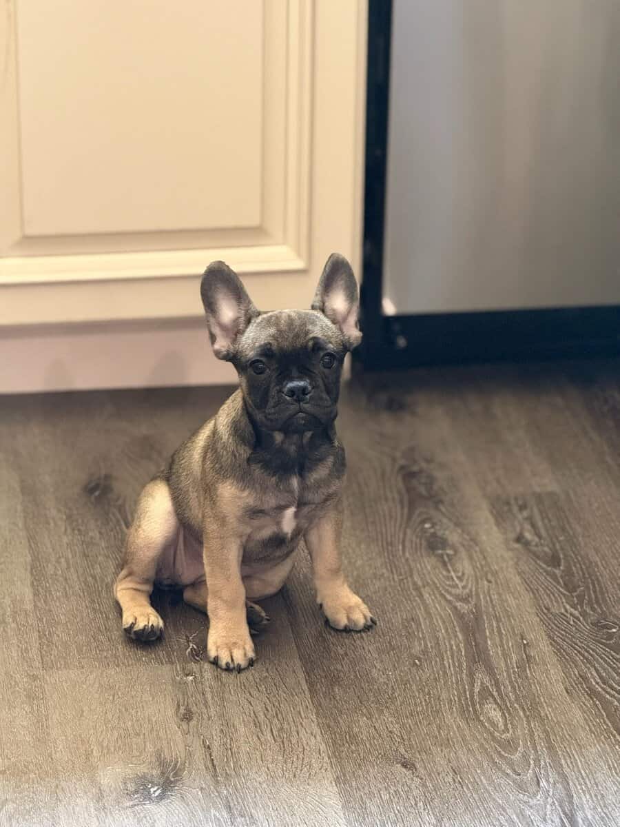Adorable French Bulldogs image 2