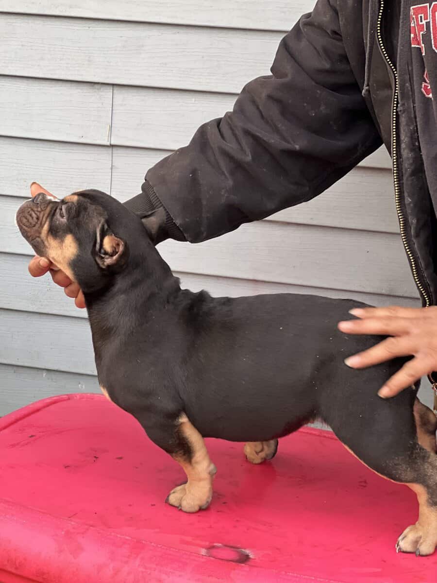 5 month old black tri pocket female image 5