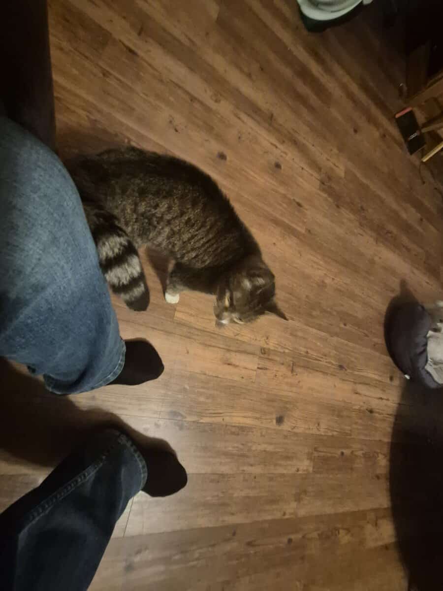 short hair cat about 15 yrs old image 2