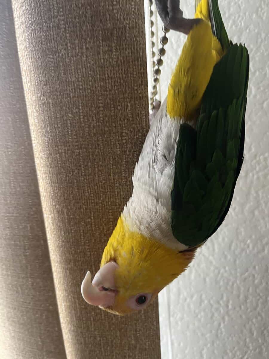 Female Caique parrot with cage image 5