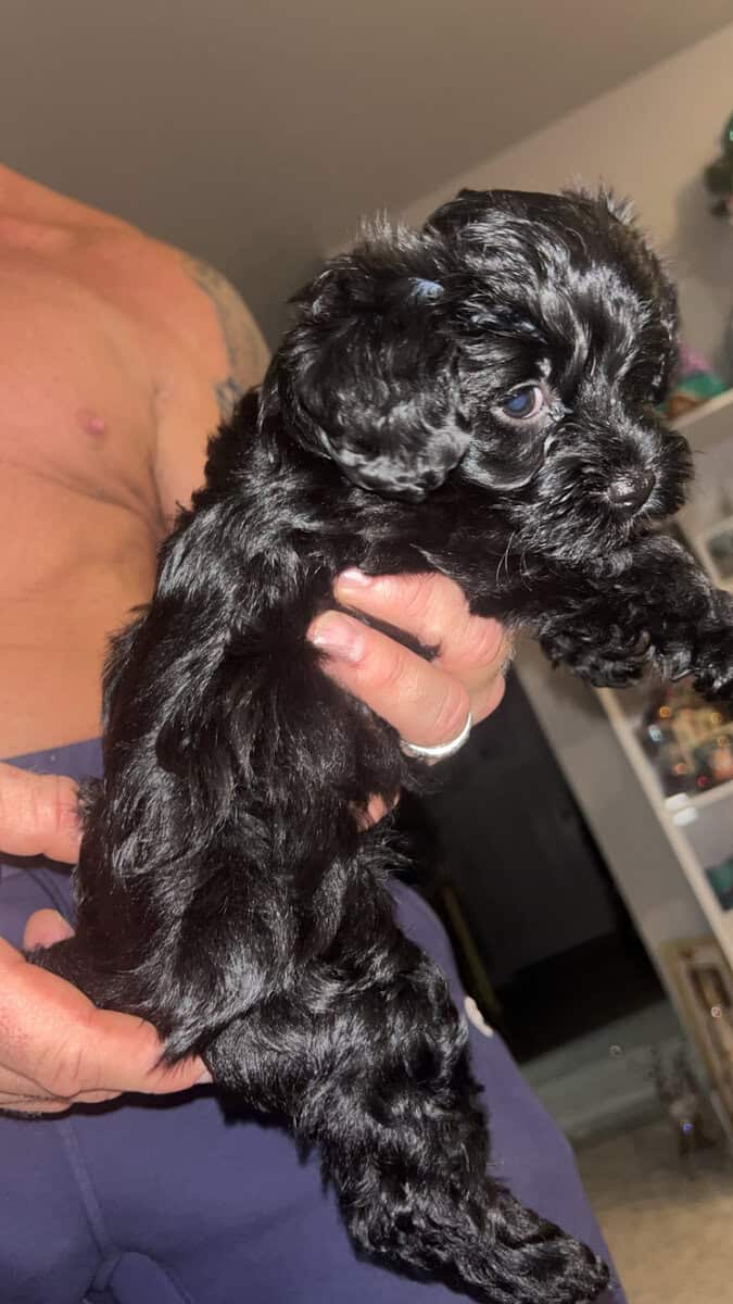 Tiny Doodle Puppies for Christmas in Iowa image 11