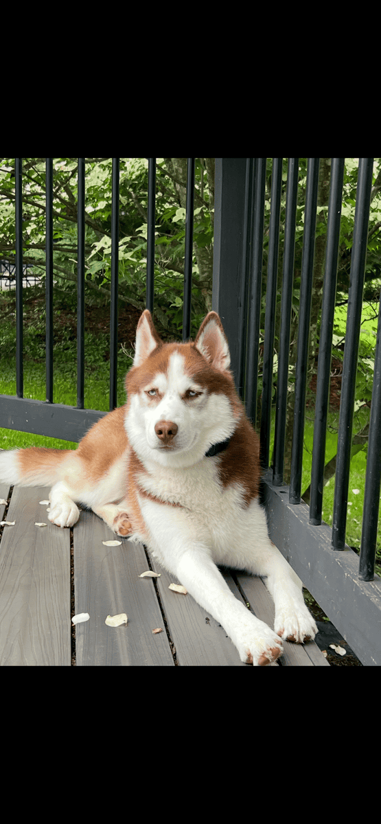Purebred Siberian Husky – Blue Eyes – Excellent Co image 4