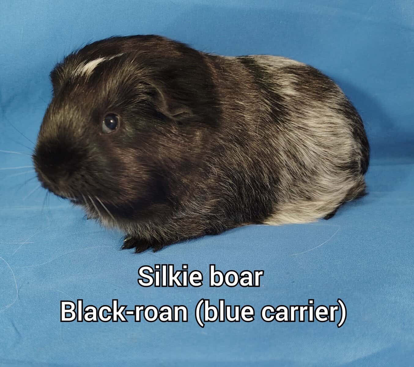 Long haired guineapigs image 2