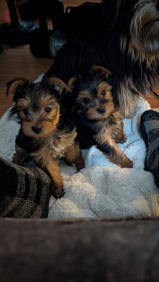 Yorkies image 3