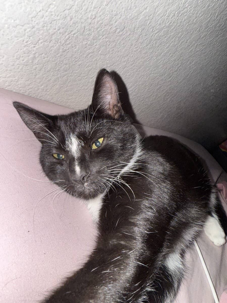 Giving away a 6 month old tuxedo cat image 4