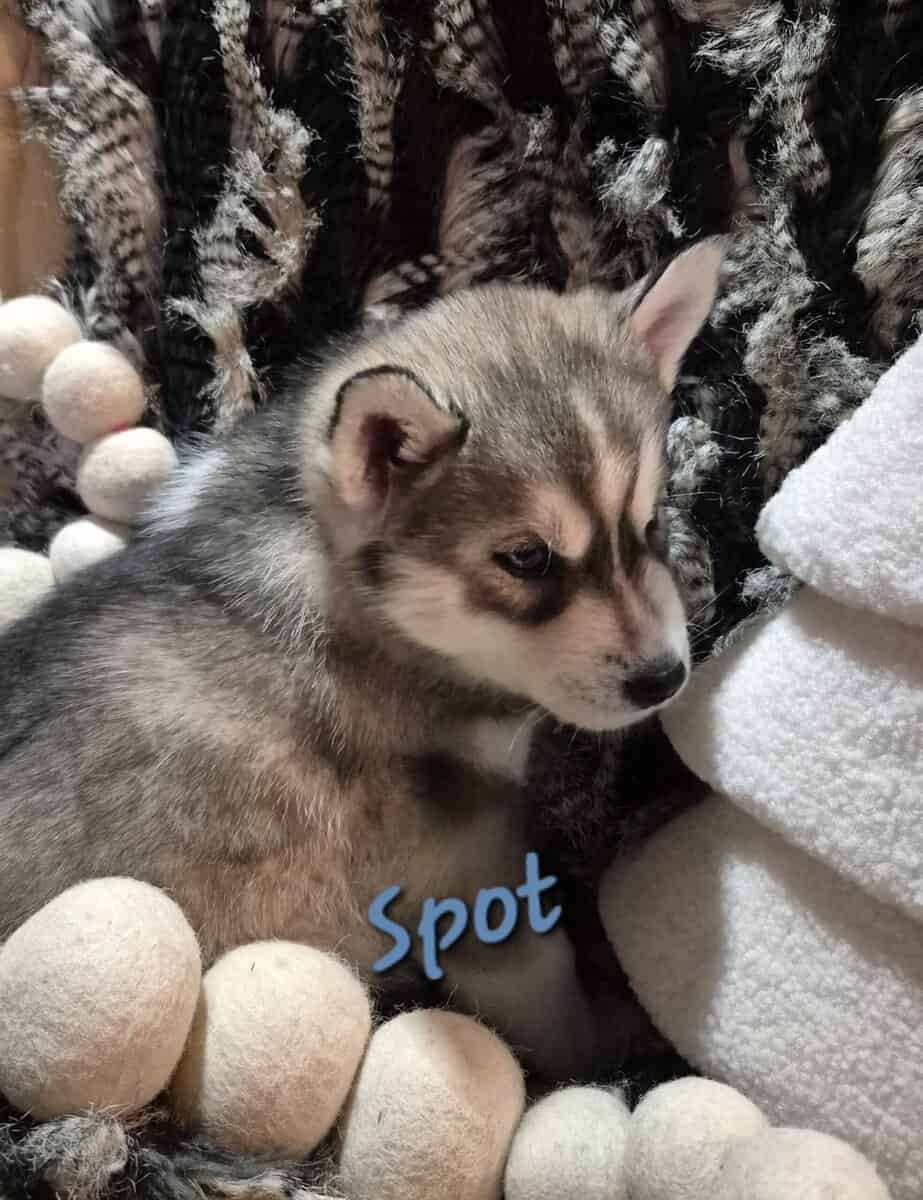 Full-blooded Siberian husky puppies image 3