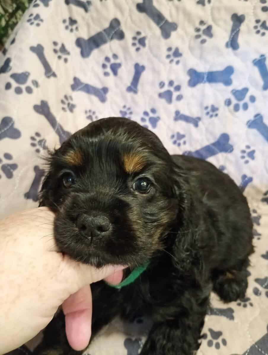 Cocker spaniel girls image 5