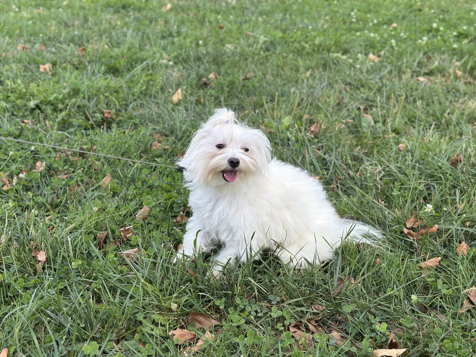 Playful and cuddly 12-month-old male Maltese image 4