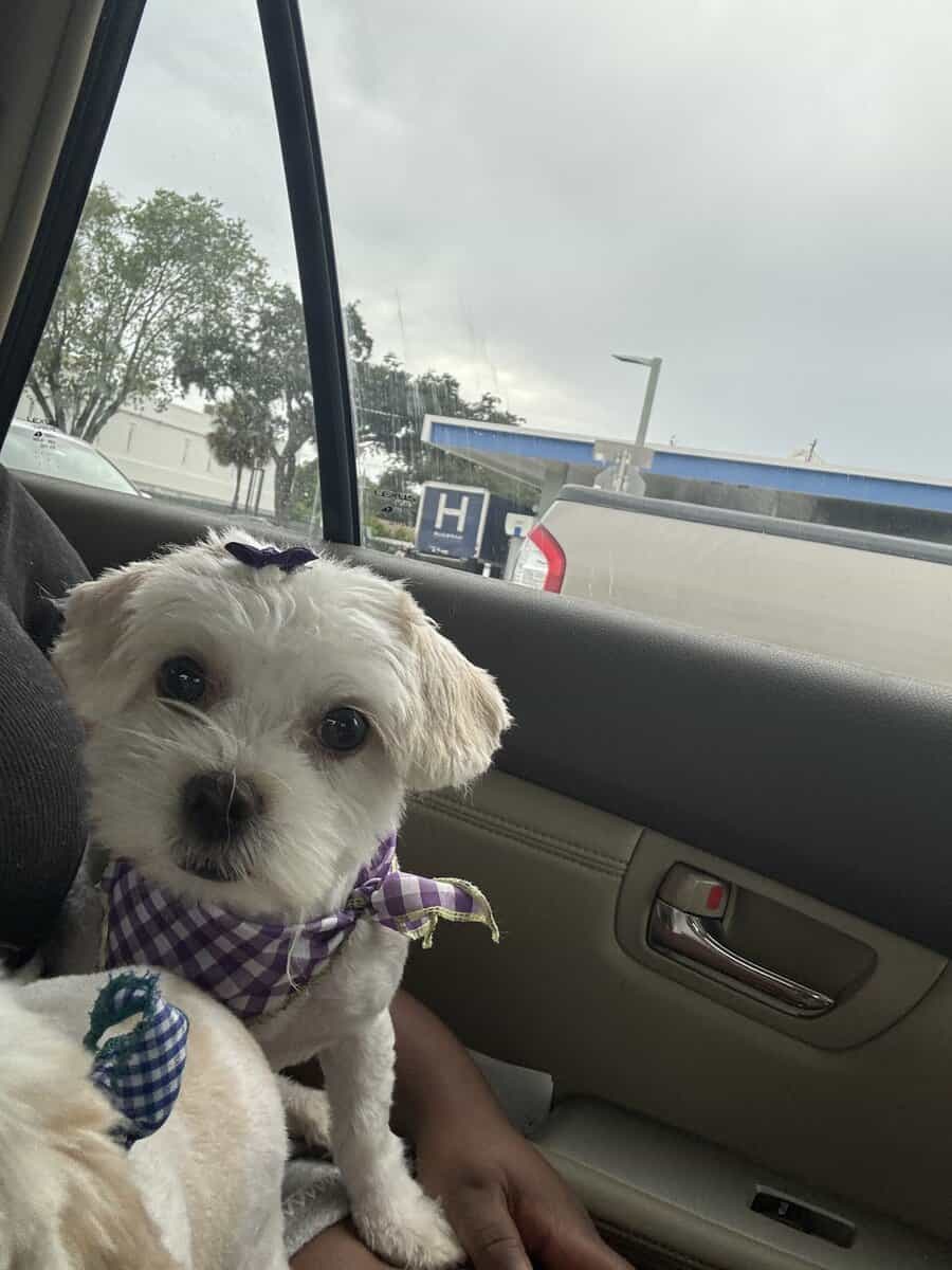 1-Year-Old Shih Tzu / Maltese Mix – Sweet, Loving, image 3