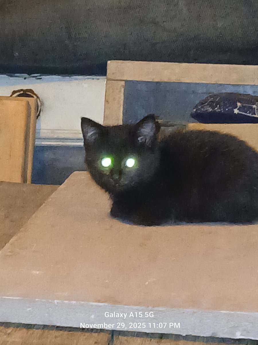 Fluffy kitten image 1