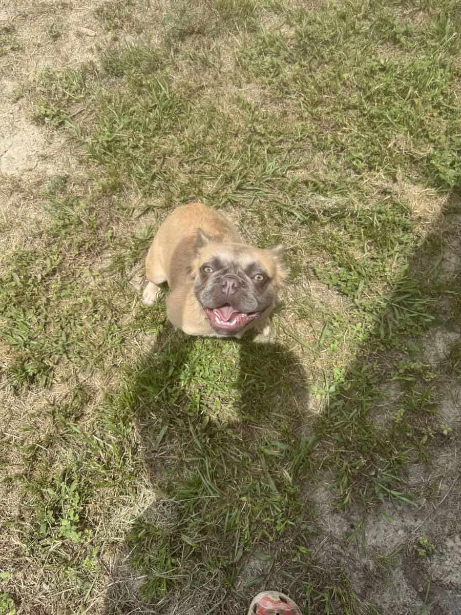 Fluffy female frenchie image 3