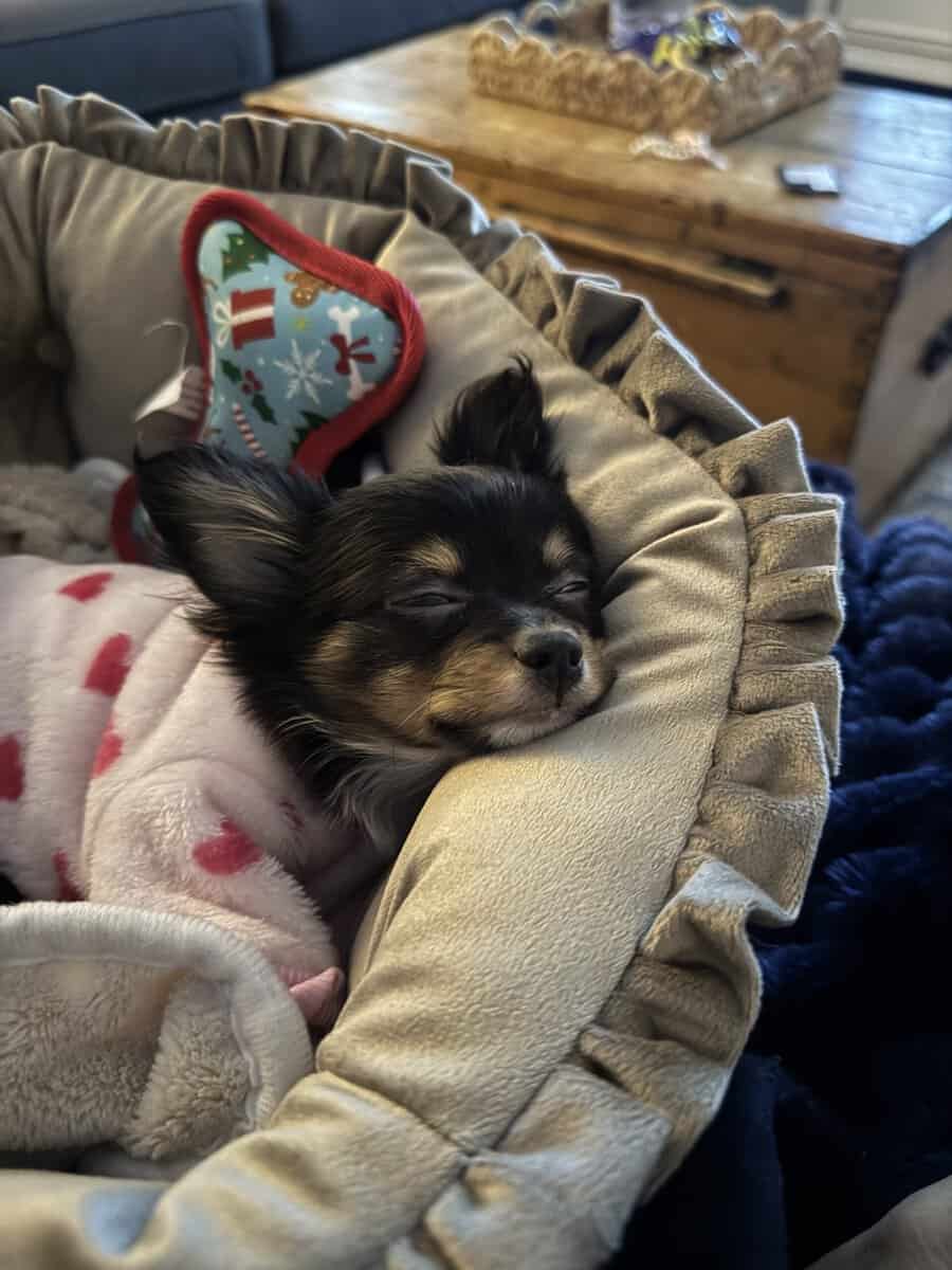 Rehoming 3.5 month old image 1