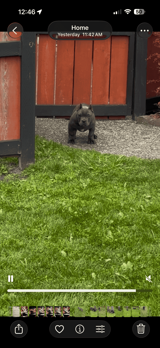 Exotic hybrid bully puppies image 5
