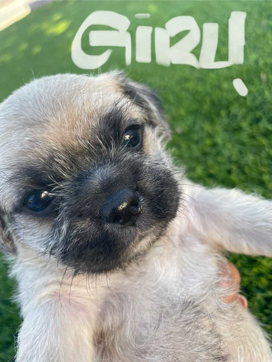 Pug & Terrier image 2