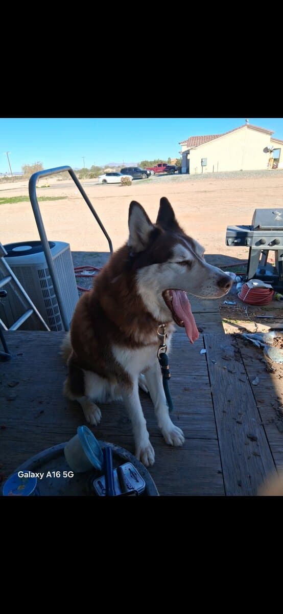 Bruno 2yr old intact Husky image 2