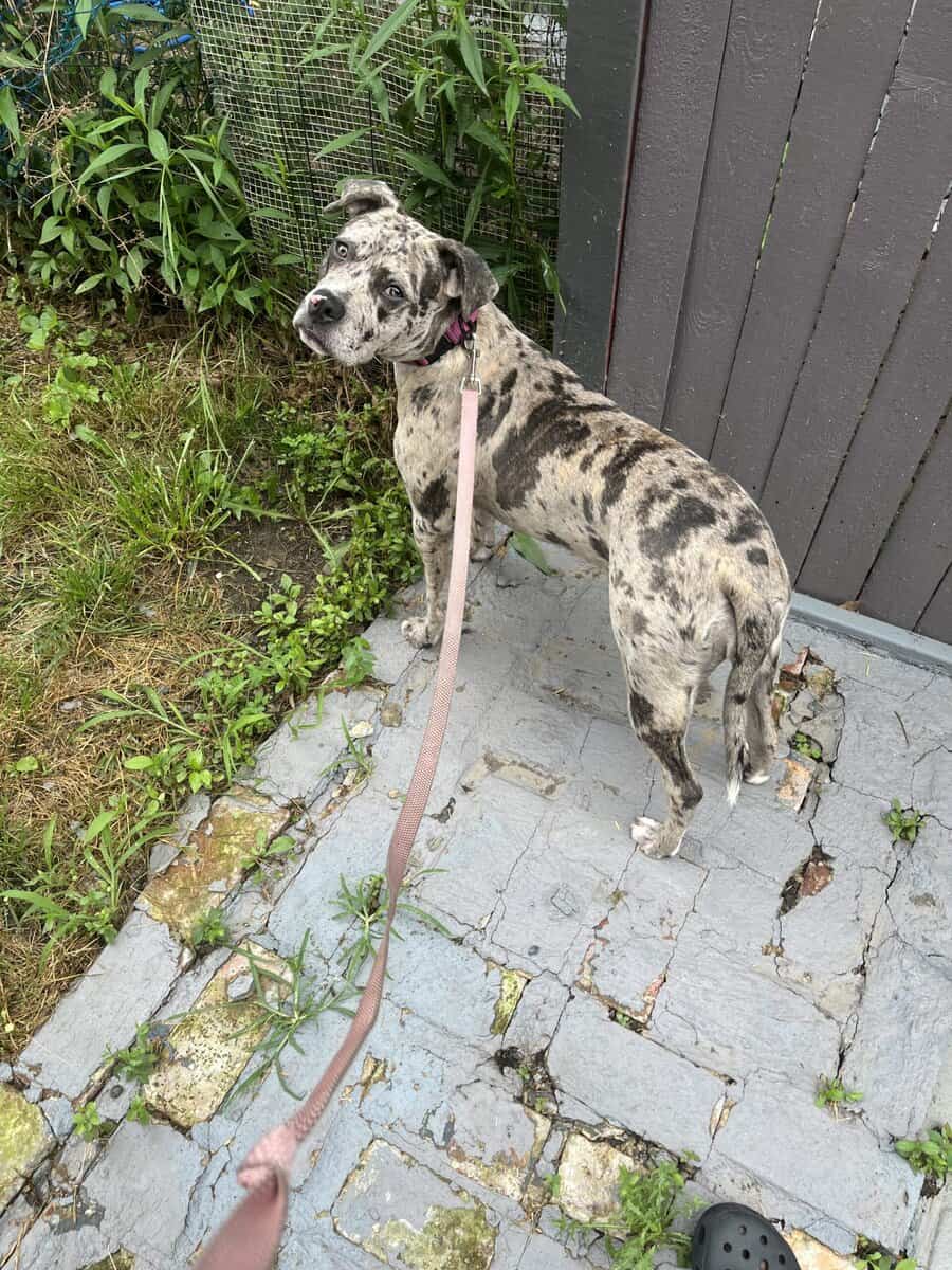 Rehoming my dog image 2