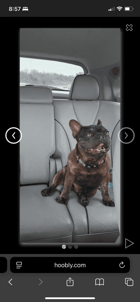 2 Year Old French Bulldog male image 3