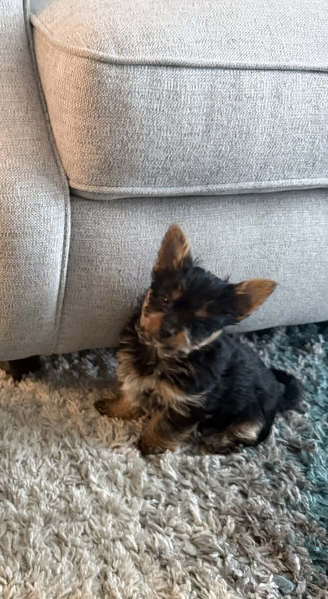 Purebred male Yorkie image 3
