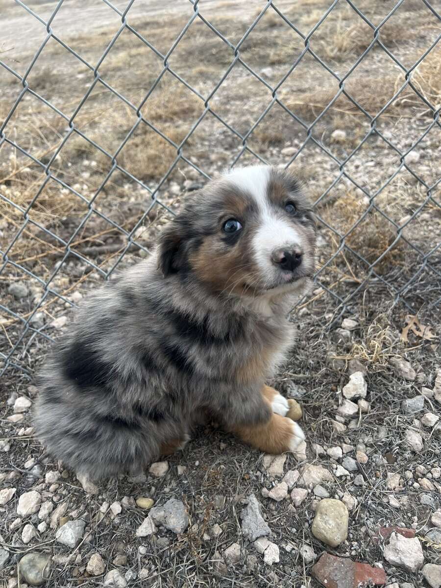 I am selling miniature Australian shepherds image 3