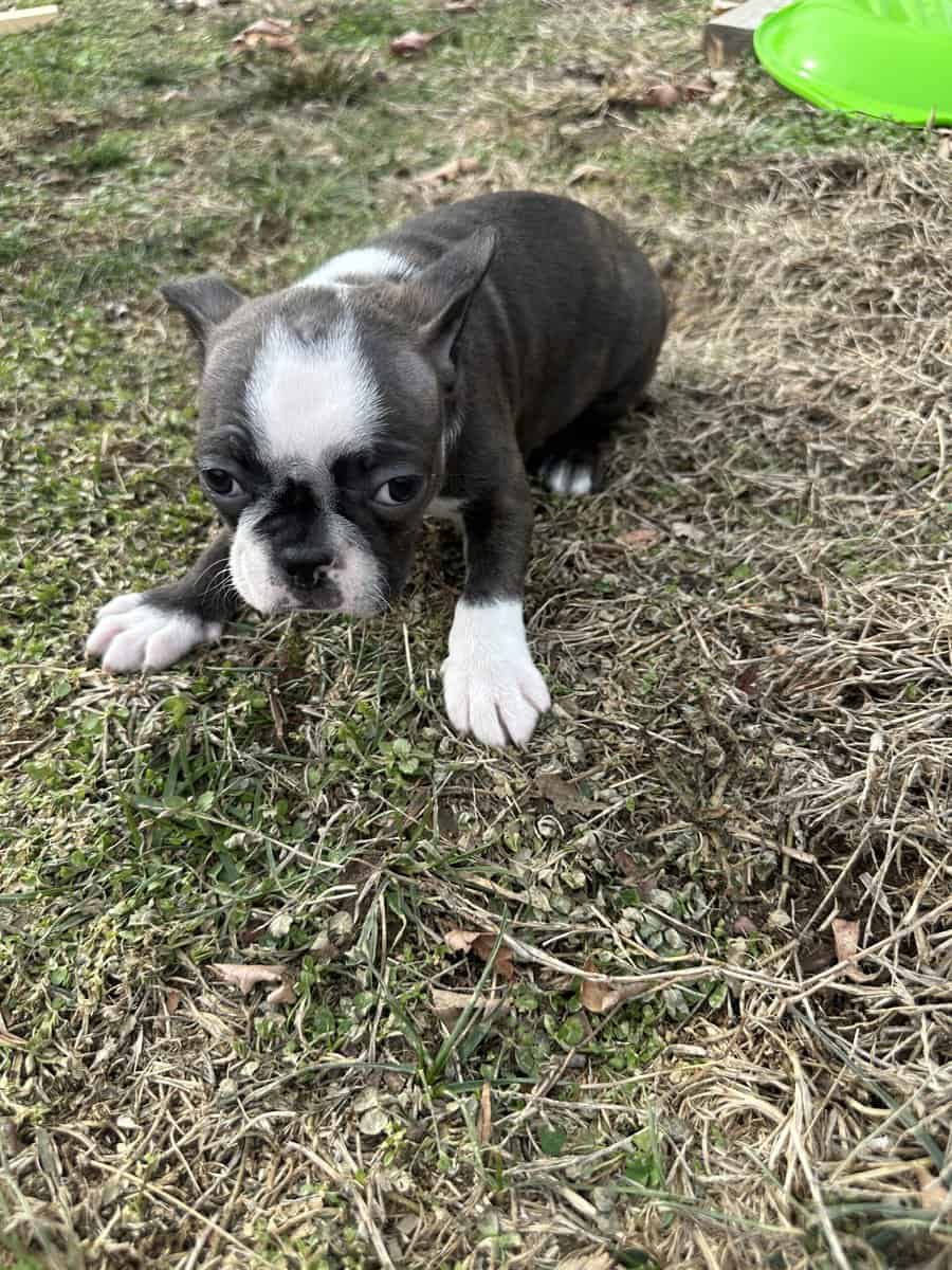 Boston terrier pups image 12
