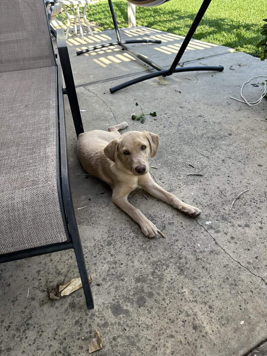 Free Six Month Old Female American Labrador Puppy image 2