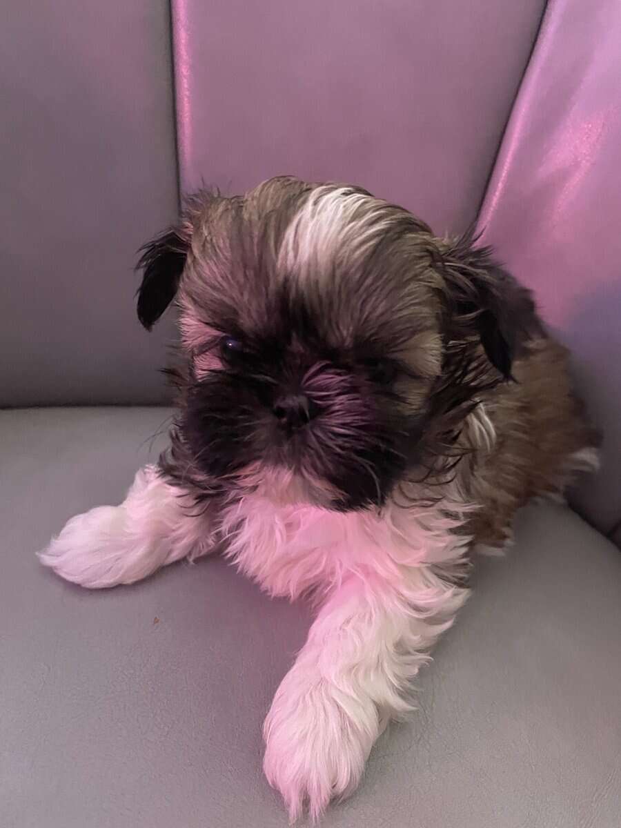 Shihtzu Puppies! image 3