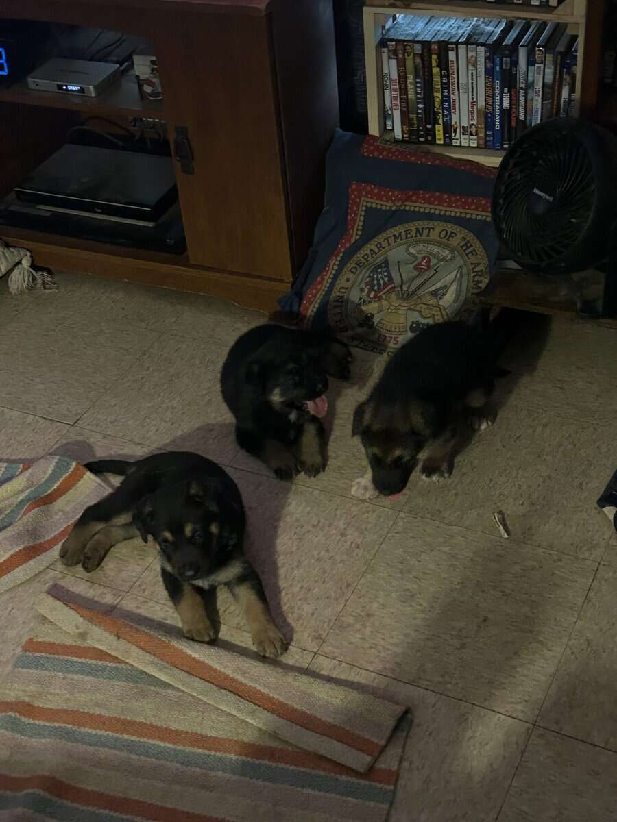 German Shepherd Christmas Puppies image 2
