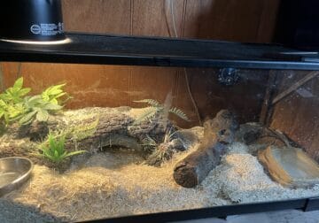 Mexican Black Kingsnake