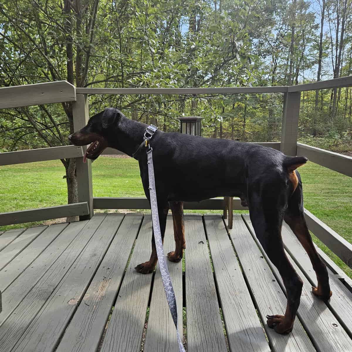 Crate-Trained 2½-Year-Old Male Doberman,Intact image 1