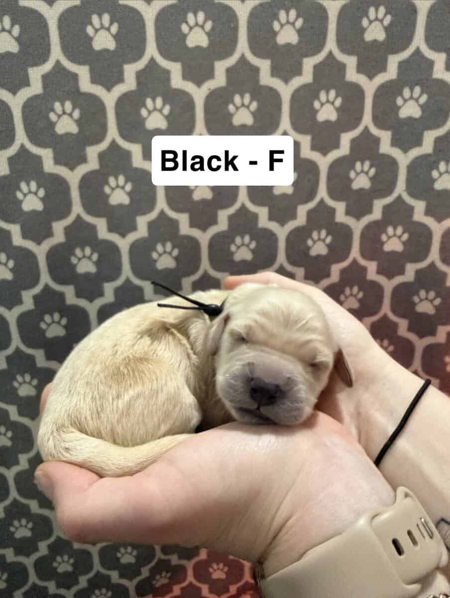 Golden Retriever Puppies image 4