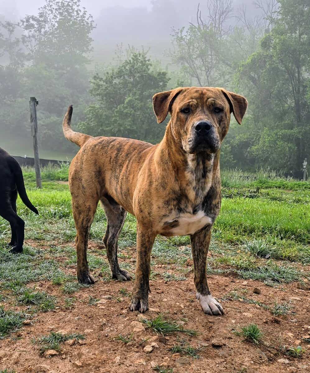 10 young mutts in search of forever homes image 9