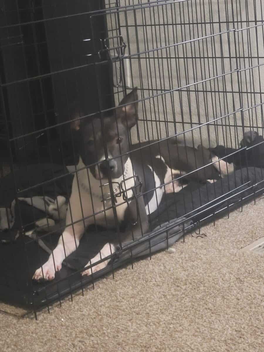 Sweet 1 year old mix image 1