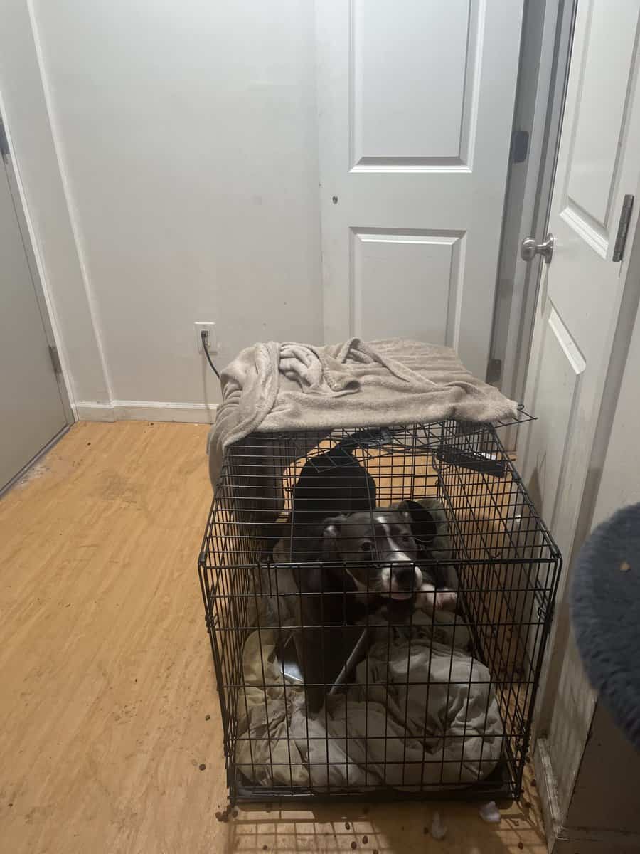 Selling pitt bull blue Nose puppy image 1