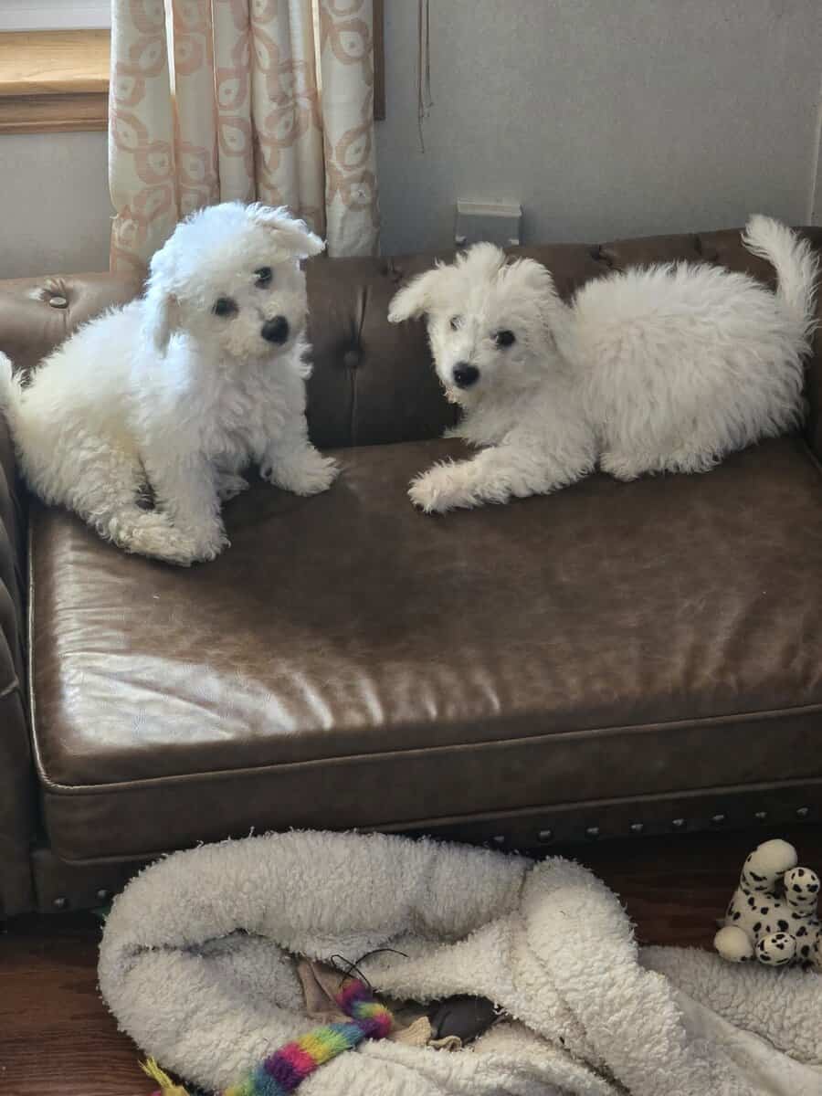 CHRISTMAS BICHON PUPPIES image 1