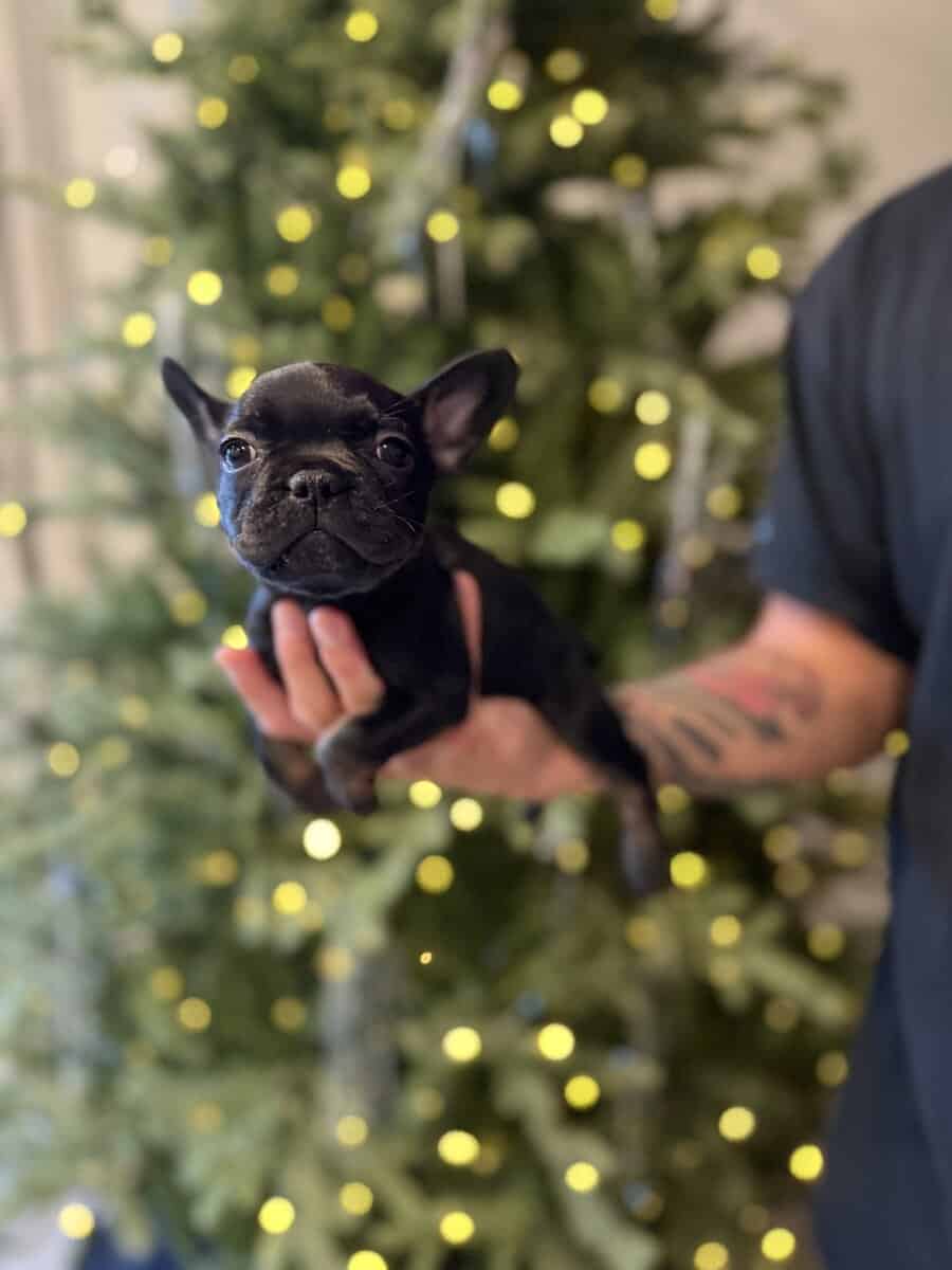French bulldog puppies image 1