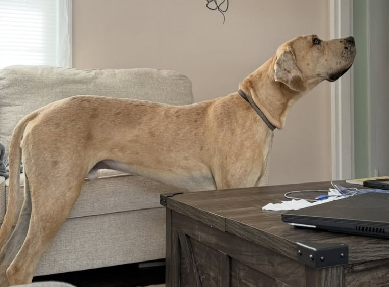 Male Great Dane image 2