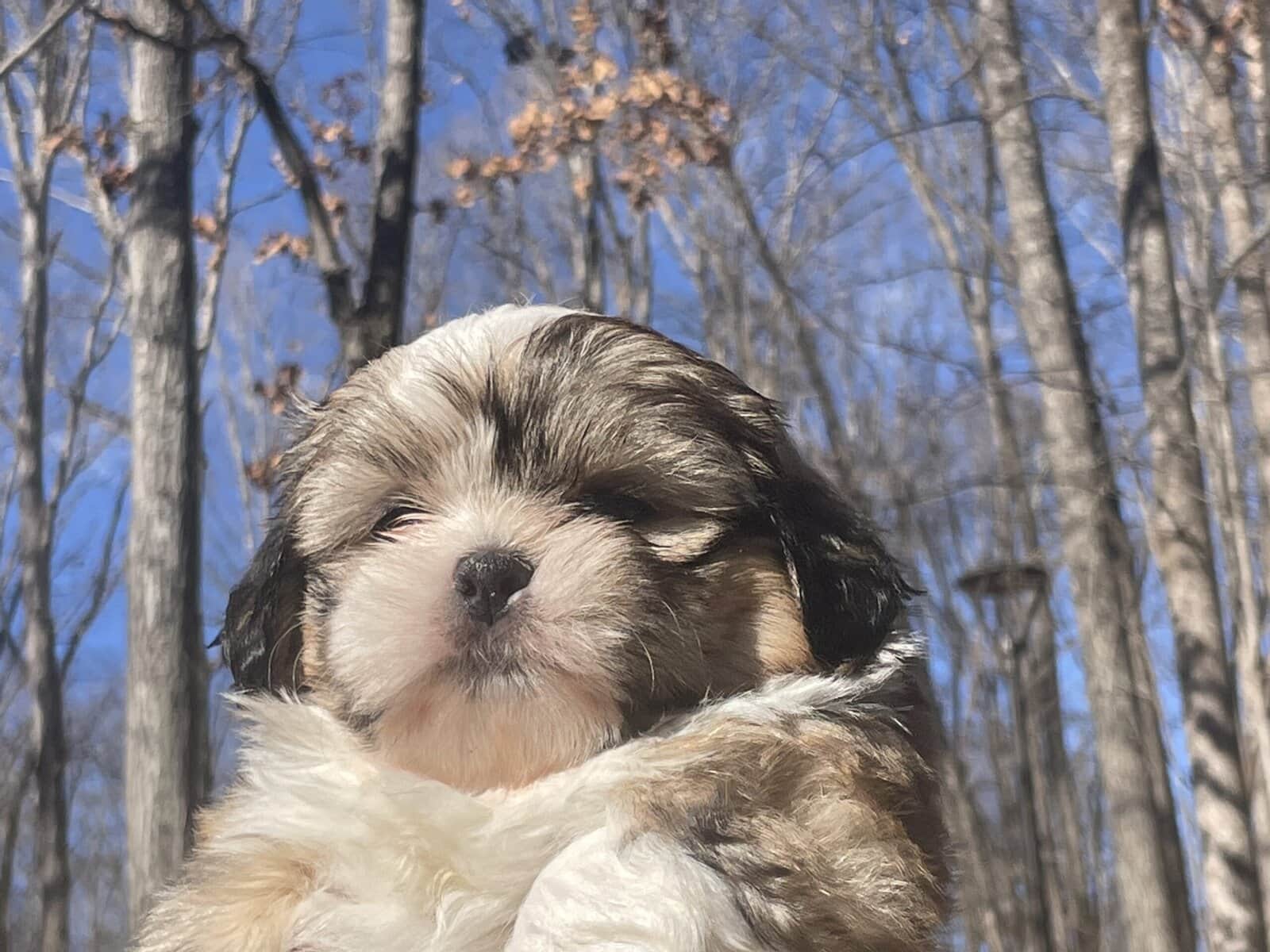 Shih Tzu Pups image 13