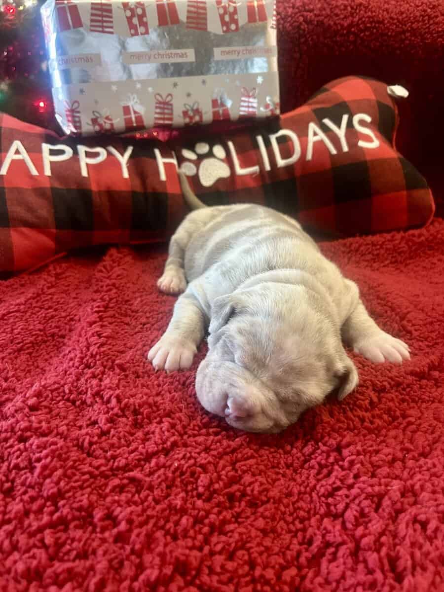 American Bully Puppies For Sale image 12
