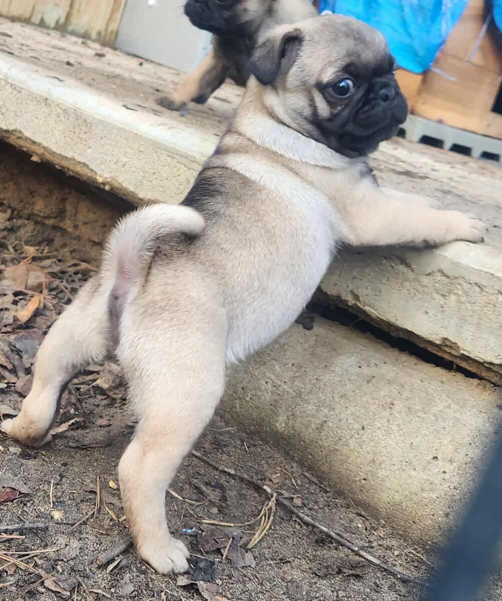 Pug puppy image 5