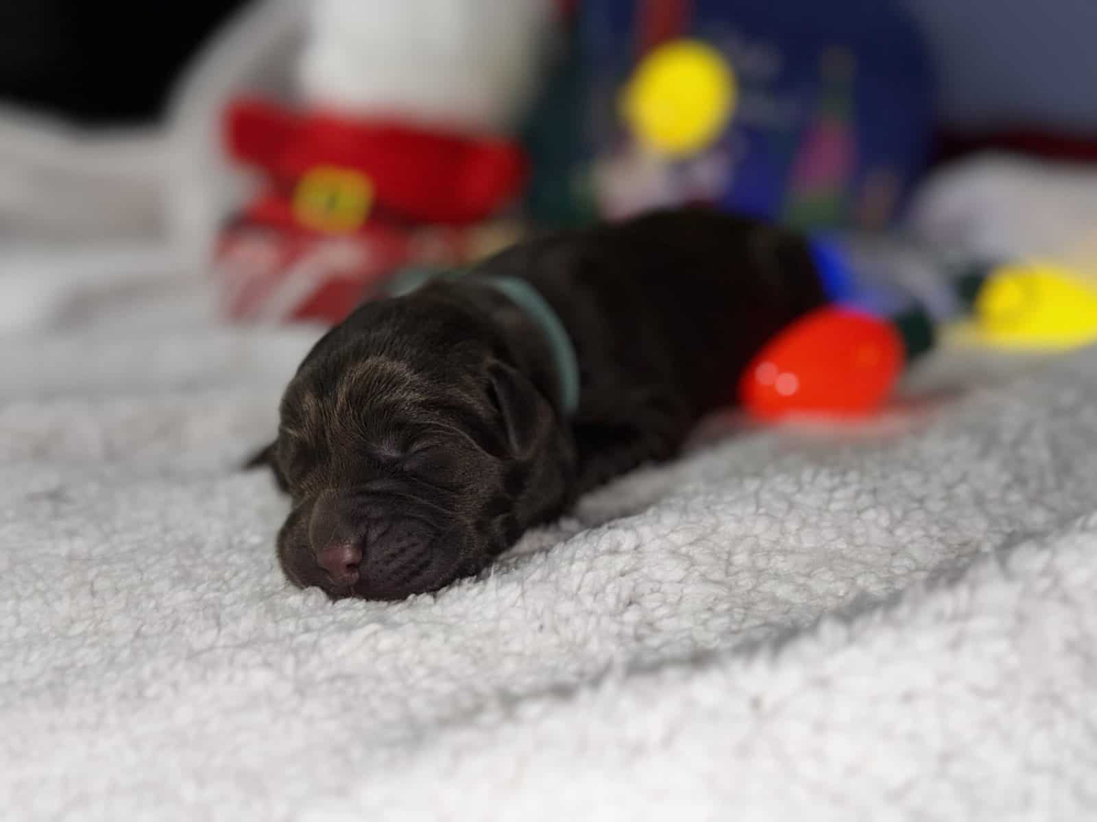 Akc Champion Bloodline Labrador Retrievers image 17