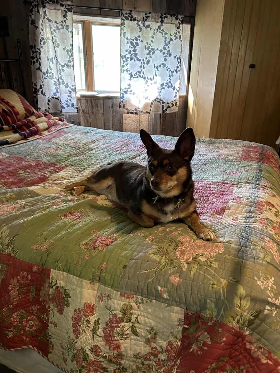 Adult Chihuhua Mix Looking for Loving Home image 5