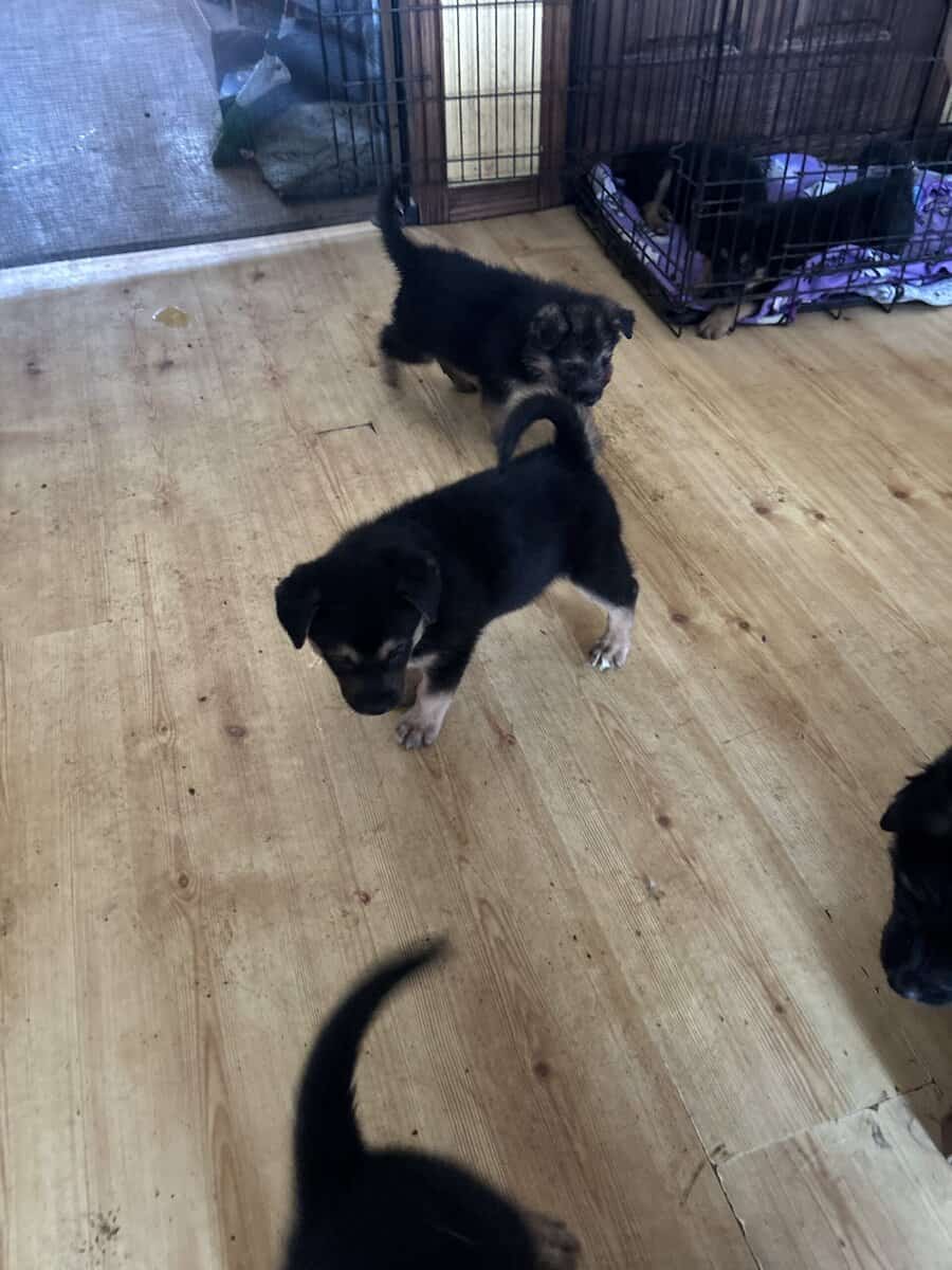 German Shepherd puppies be ready to go for Christm image 3