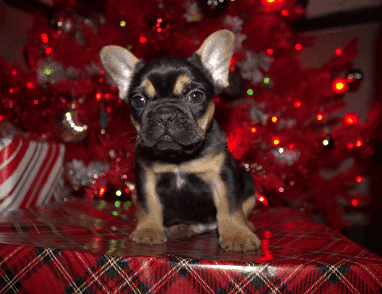 Fluffy frenchie puppies image 12